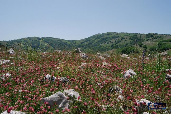 prato di trifogli.JPG